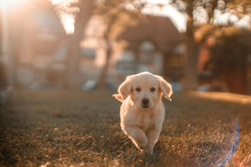When a Dog Dislocated Hip Happens What You Need to Know