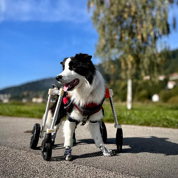 Thinking About a Wheelchair for Dogs? Read This First
