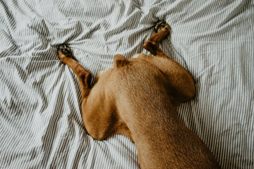 Dog’s Back Leg Weakness? Here’s What You Should Know