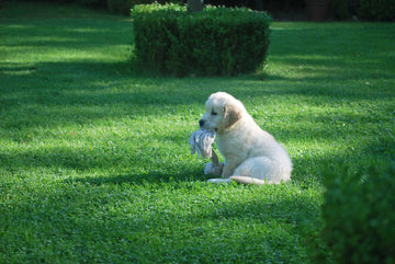 Is Your Dog Eating Too Fast or Acting Anxious? This Simple Trick (with a Dog Lick Mat) Works