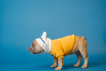 The Ultimate Guide to Recovery Suit for Dogs: Post-Surgery Care Made Easy