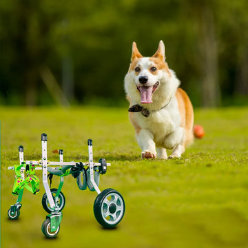 Hunderollstuhl für kleine und mittelgroße Hunde