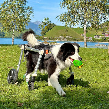 Vollunterstützender Hunderollstuhl