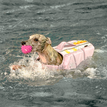 Explorer Float Dog Life Jacket