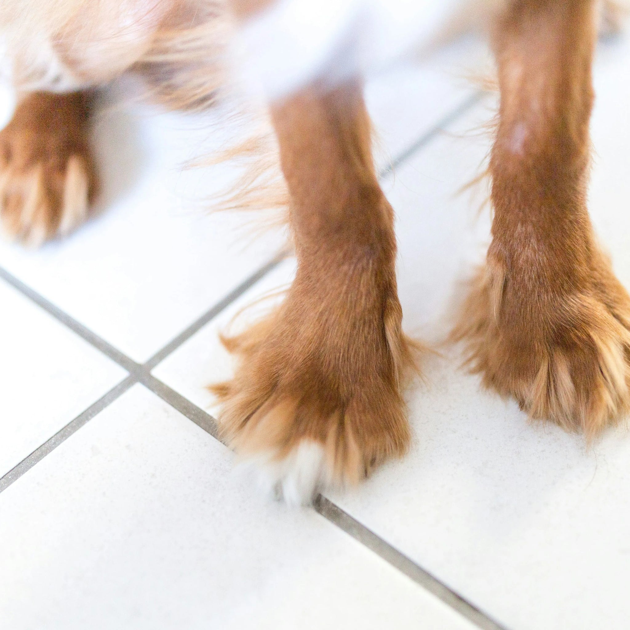 Life With a 3 Legged Dog: Practical Advice and Inspiring Care Tips
