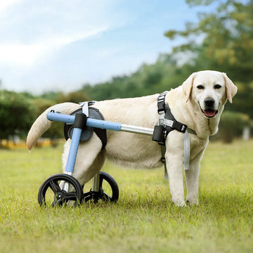 Dog using a rear-support wheelchair outdoors