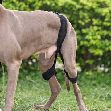 Dog wearing a Pawsbetter hip support brace while standing naturally outdoors