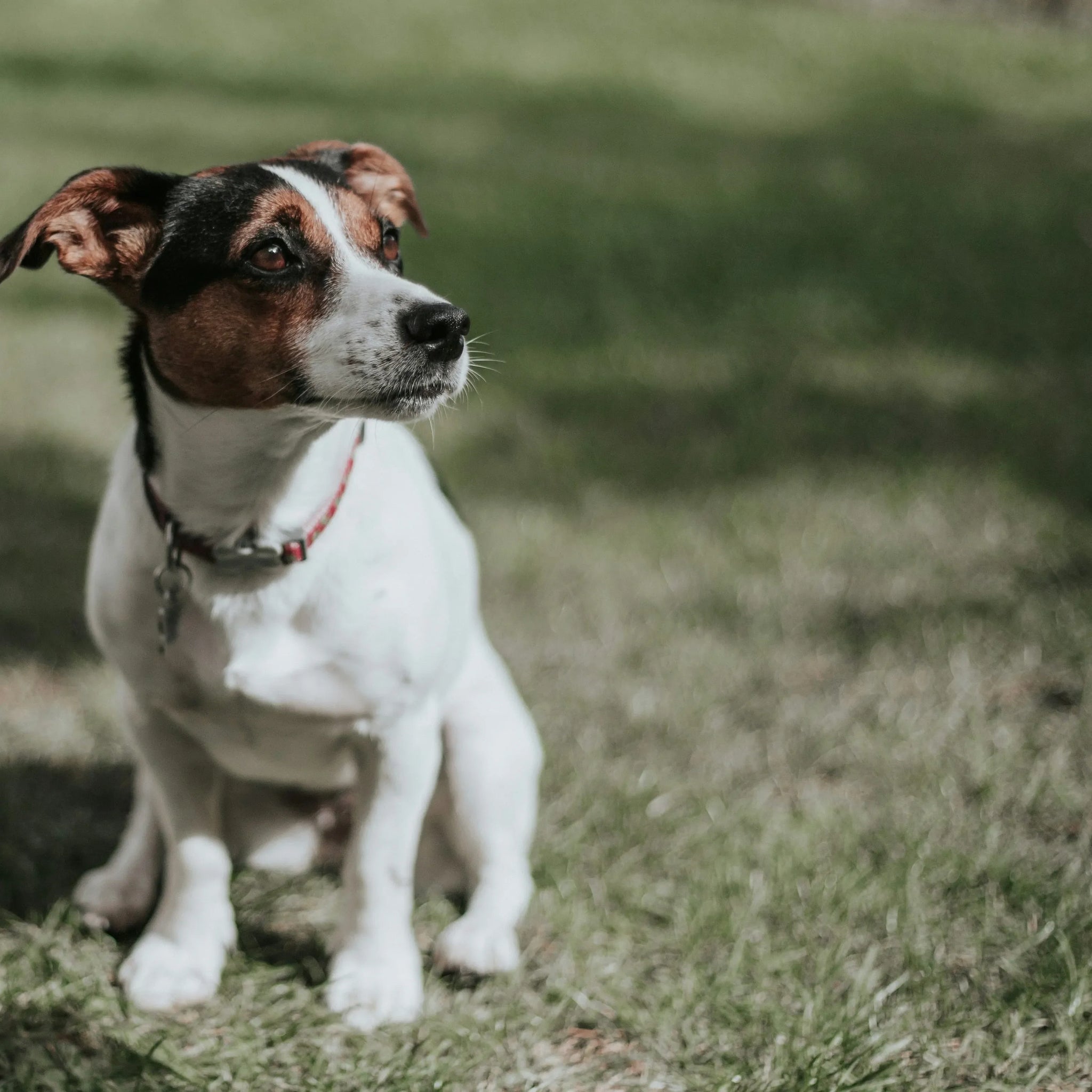 Canine Herniated Disc: Recovery Tips, Home Care, and Mobility Support for Dogs