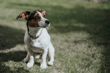 Canine Herniated Disc: Recovery Tips, Home Care, and Mobility Support for Dogs