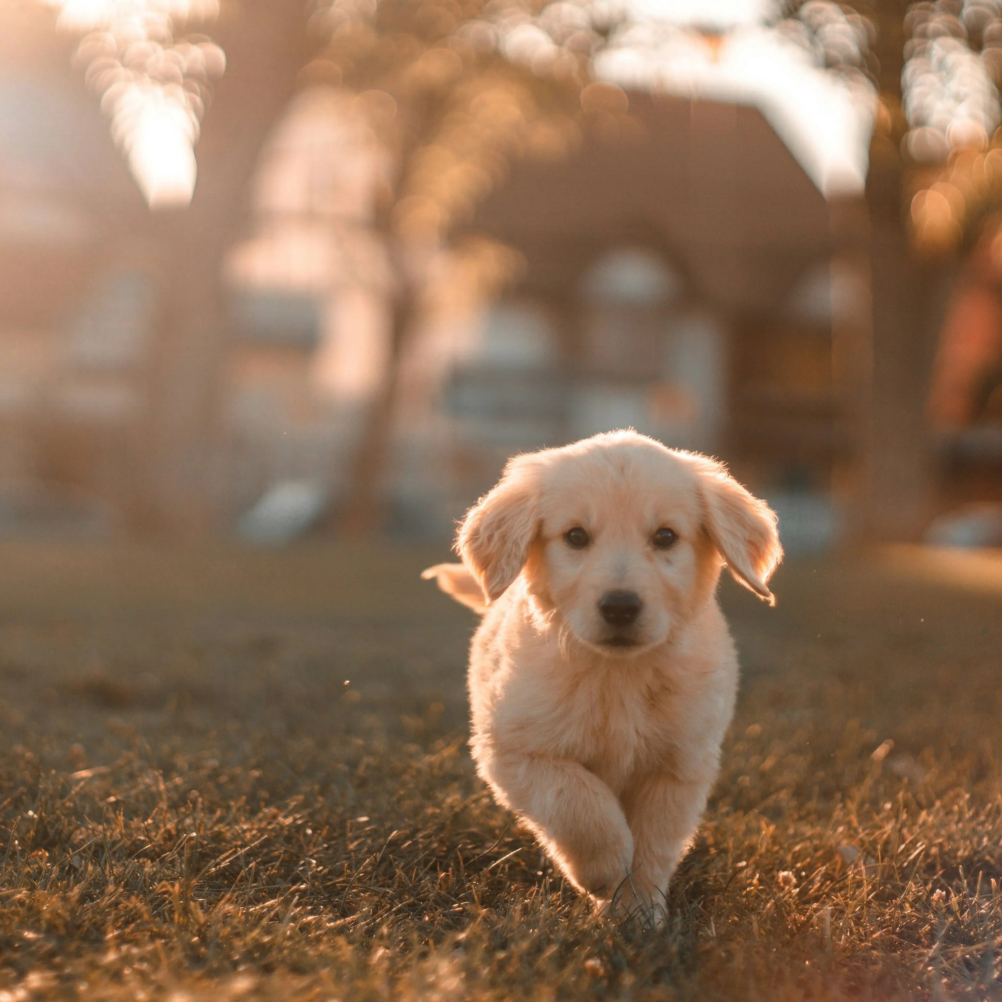 When a Dog Dislocated Hip Happens What You Need to Know