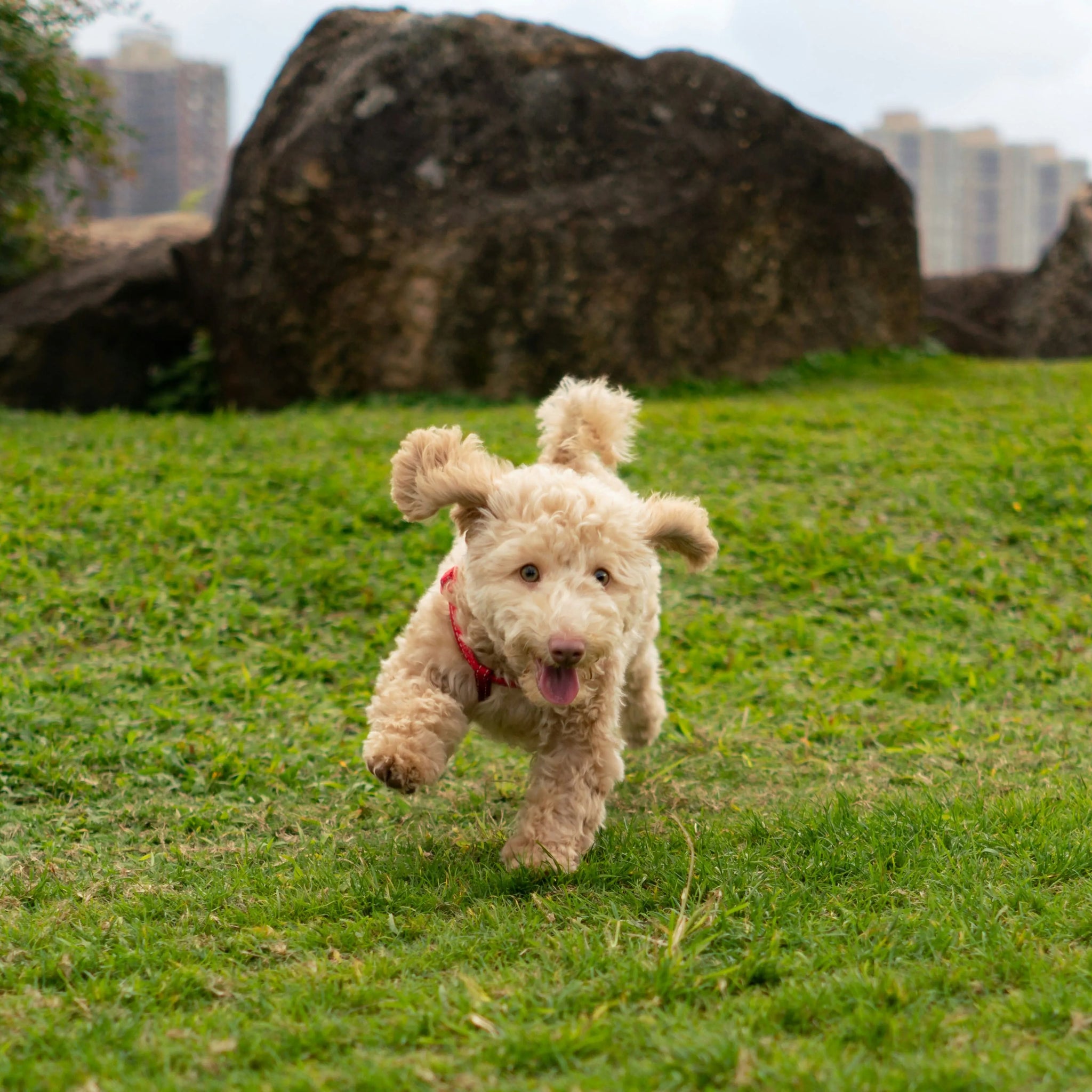 How to Prevent a Dog Dislocated Hip?