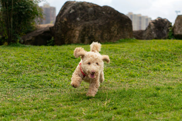 How to Prevent a Dog Dislocated Hip?