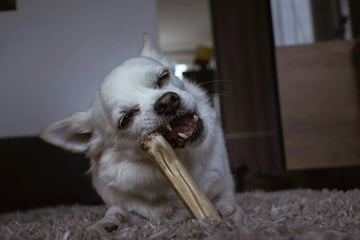 Worried About Dog Encephalitis? Signs to Watch and How to Help