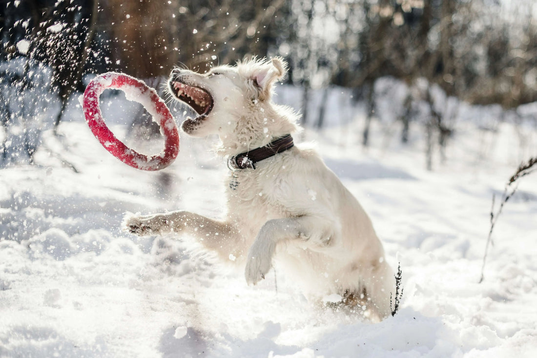 Everything You Need to Know About Dog Hackles