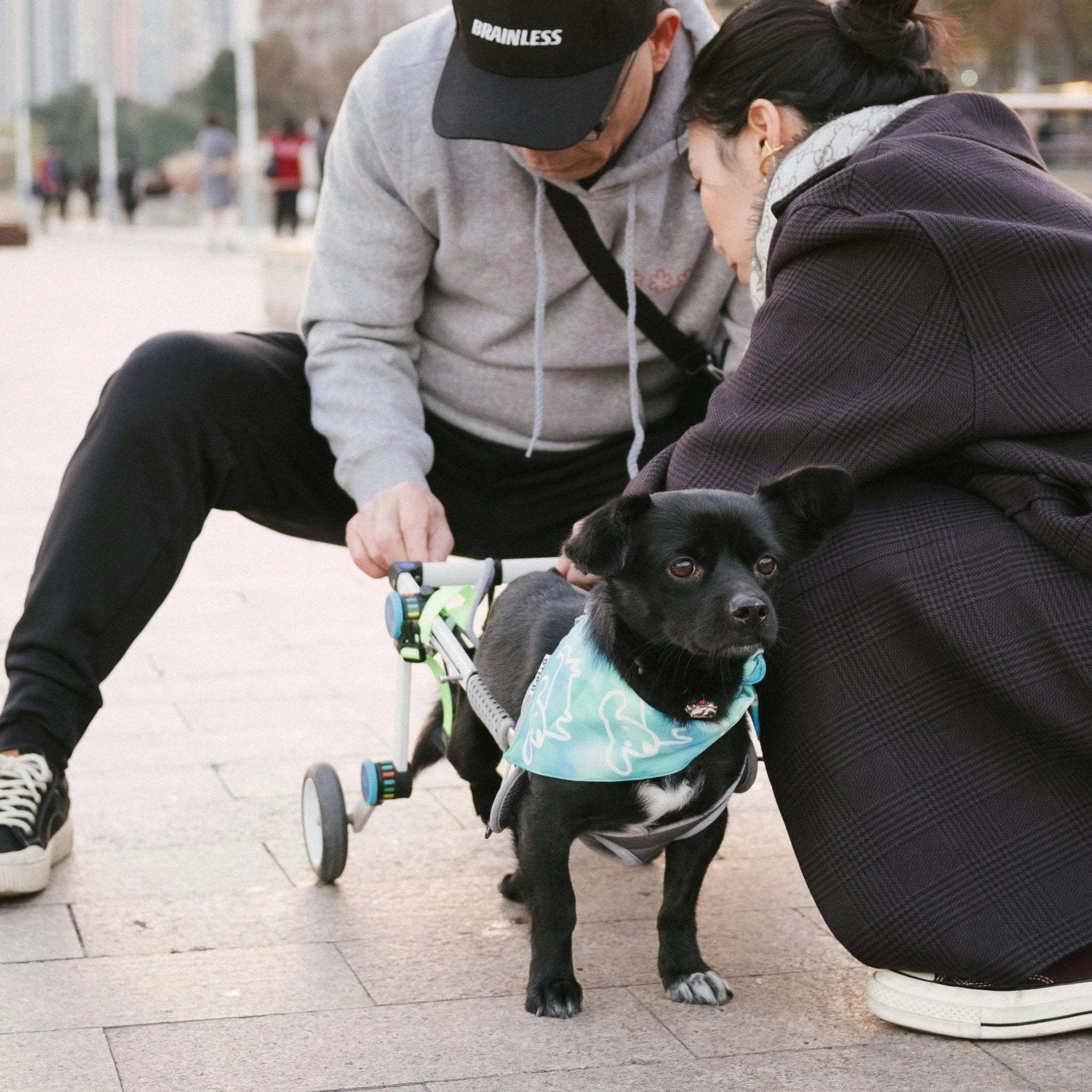 4 Things You Must Know About Dog Wheelchairs