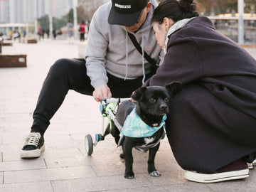 4 Things You Must Know About Dog Wheelchairs