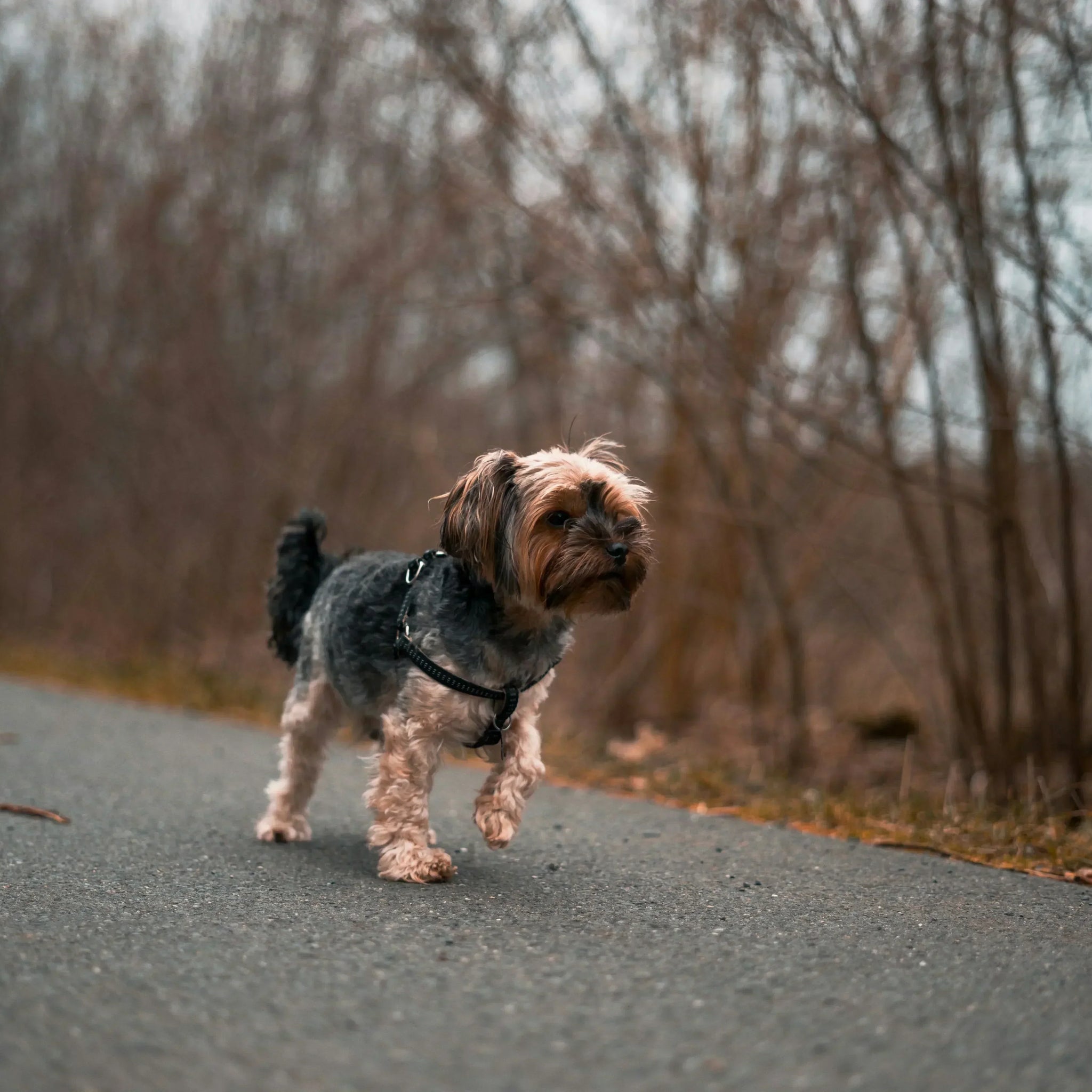 Dog Limping on Front Leg? Here's What You Need to Know and How to Help!