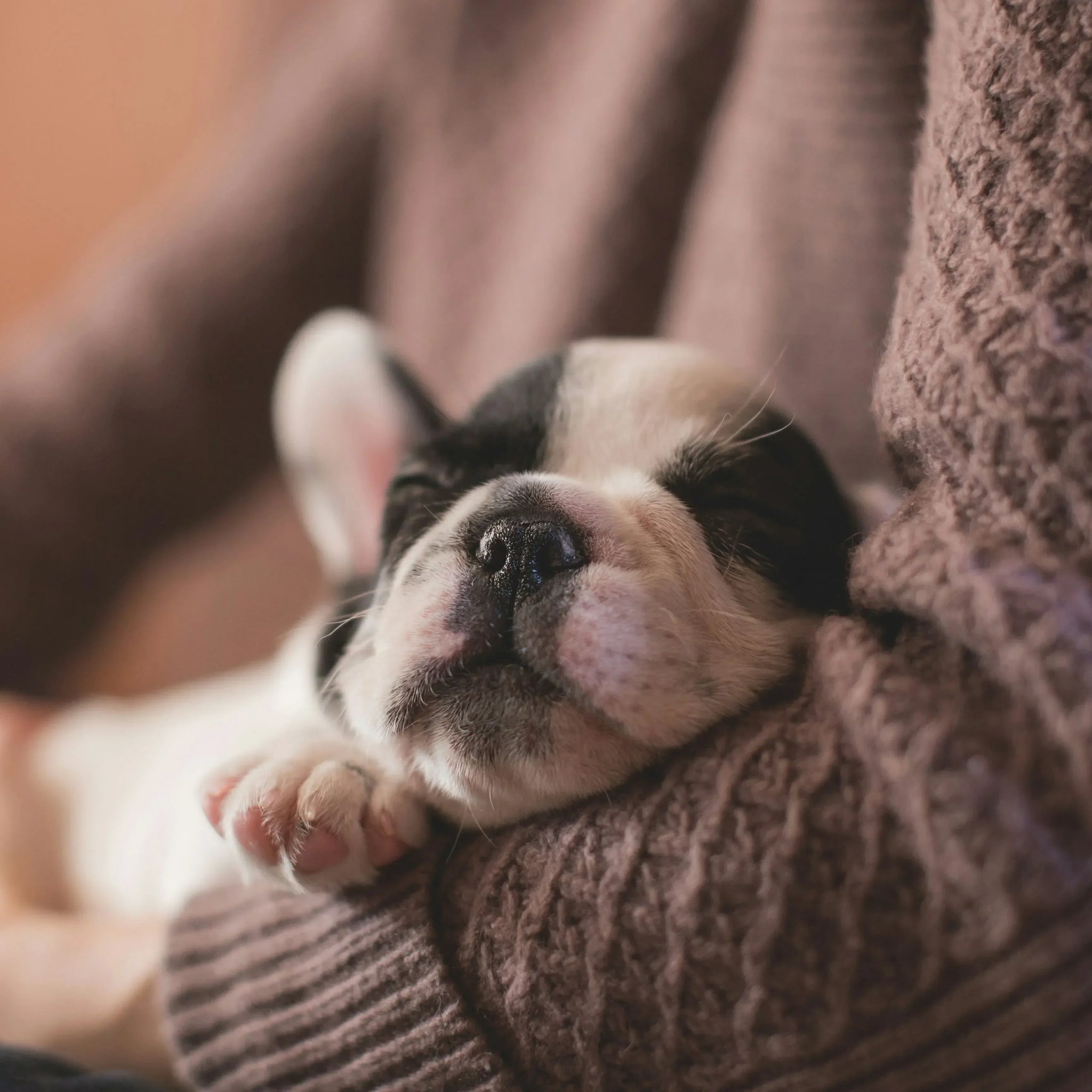 Dog Sleeps With Eyes Open: What Does It Really Mean?