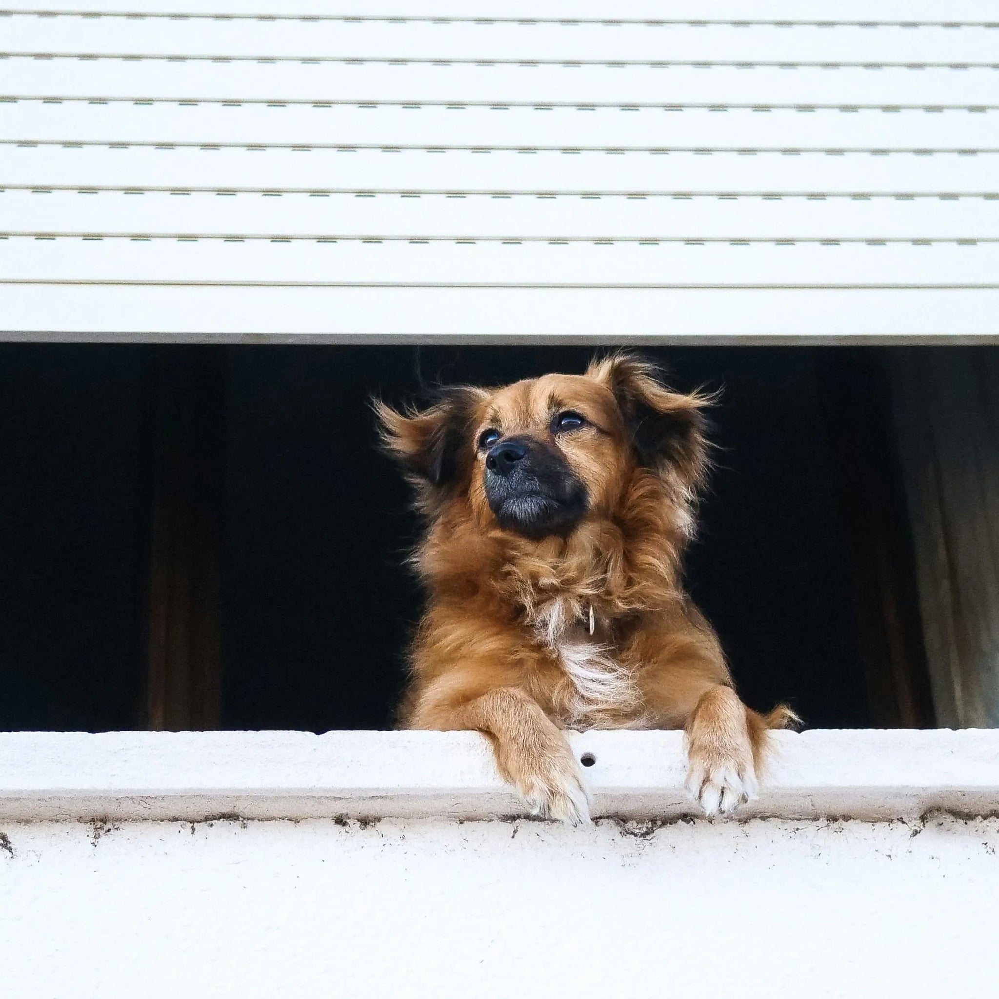 Why Do My Dog’s Ears Stink? 5 Proven Ways to Keep Them Fresh and Healthy!