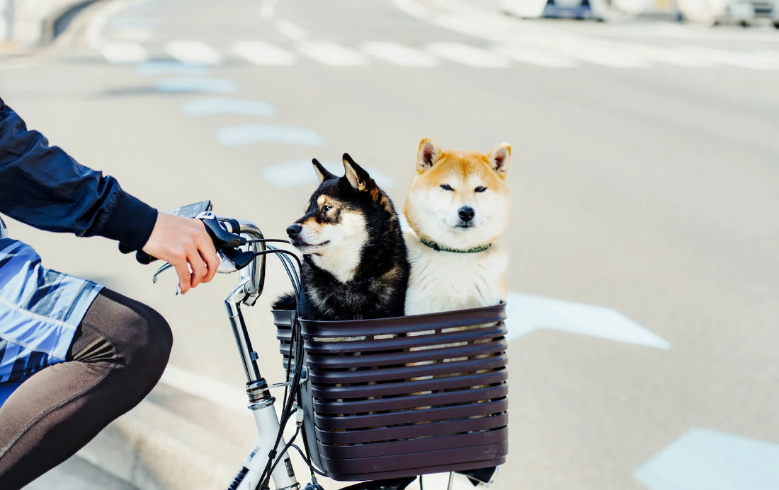 carry a dog on a bike