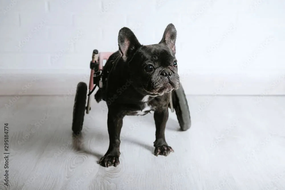 My Dog Says No to the Dog Wheelchair What Now