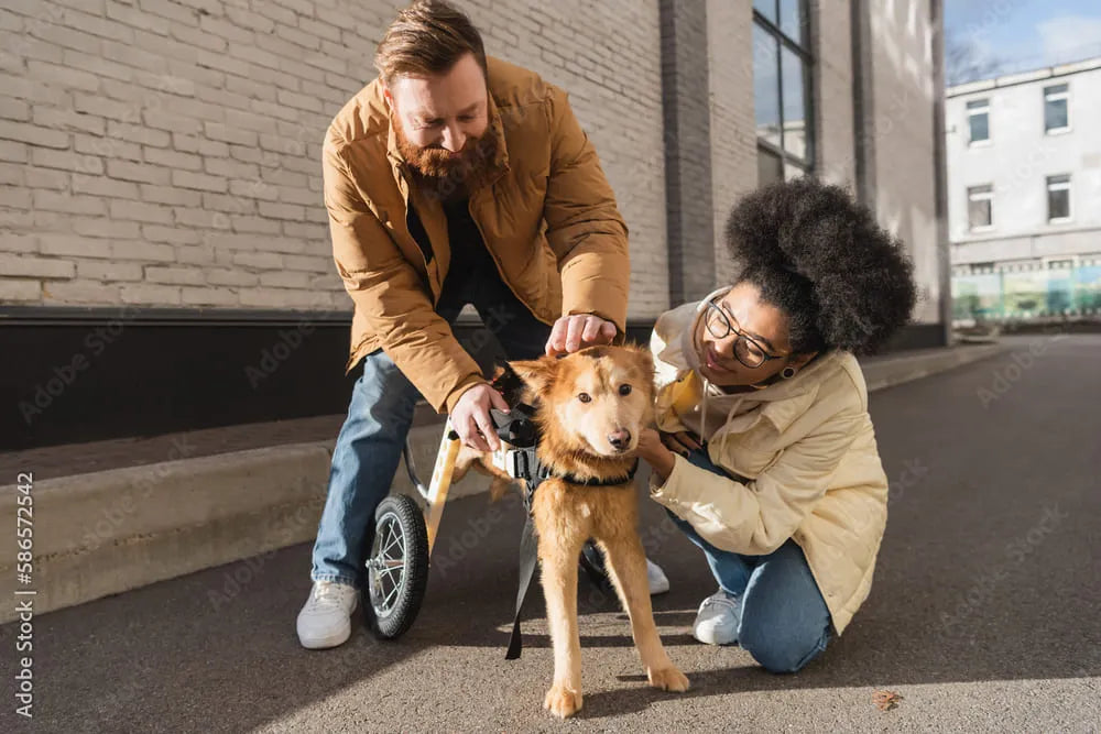 Dog Wheelchair Buying Guide: Everything You Need to Know