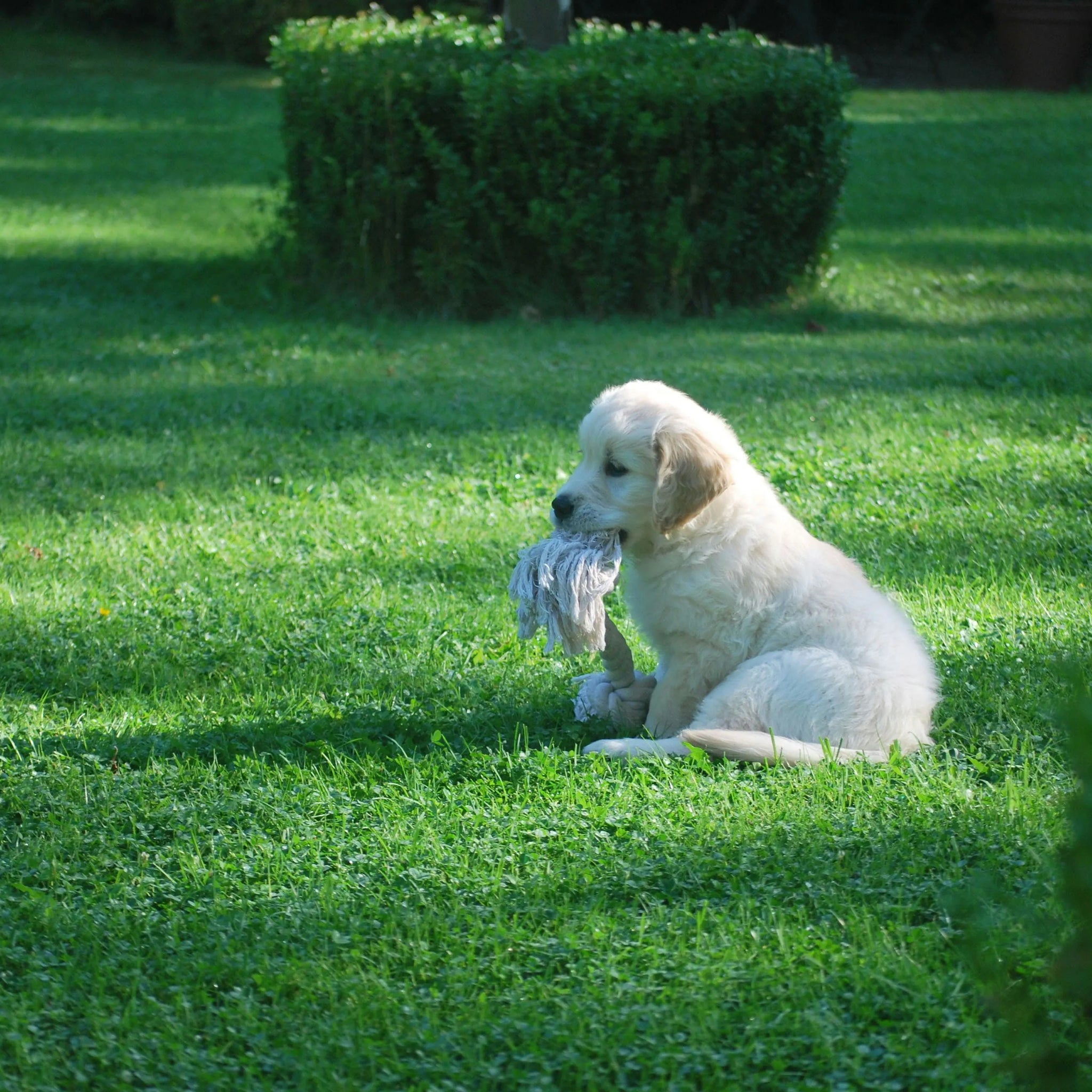 Is Your Dog Eating Too Fast or Acting Anxious? This Simple Trick (with a Dog Lick Mat) Works