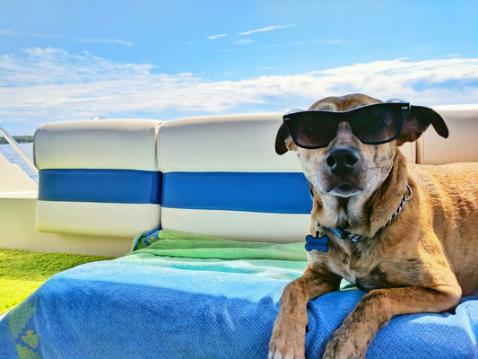 The Ultimate Guide to Enjoying Your Dog on Vacation