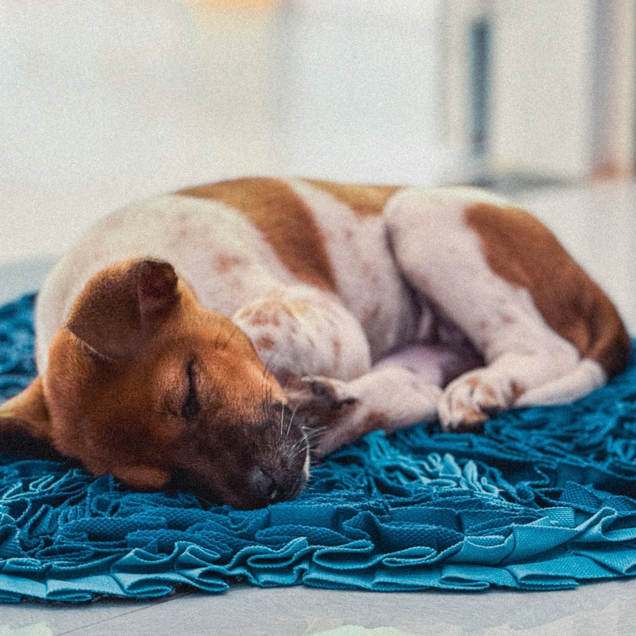 Dog Peeing in Sleep? What It Means and How to Fix It