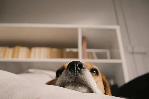 4 Things You Should Know About Why Your Dog Asks to Go Out During the Night