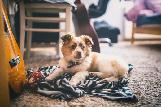 Why Your Dog Might Need Dog Panties: A Practical Guide for Pet Owners