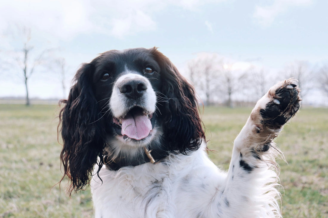 About Paw Pads: 5 Important Issues You May Be Overlooking