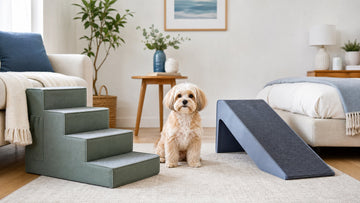 Small dog between indoor dog stairs and a dog ramp in a bright living room