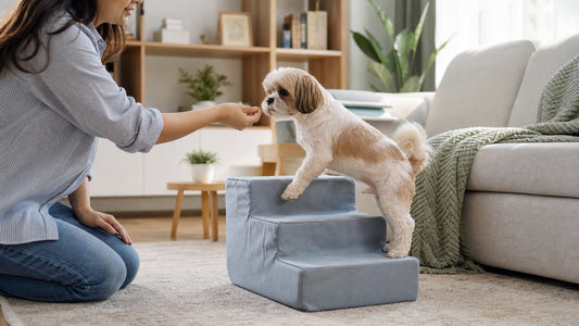 How to Use Dog Steps: Training Tips for Bed, Couch and Car – Pawsbetter