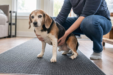 Owner gently supporting a senior dog standing on a nonslip runner in a bright home