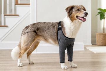 Dog standing with fitted front-leg anti-lick sleeves and the garment edges visible
