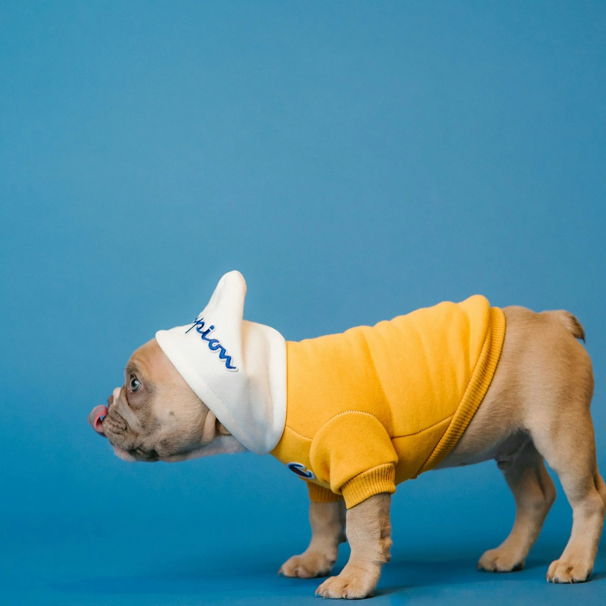 The Ultimate Guide to Recovery Suit for Dogs: Post-Surgery Care Made Easy