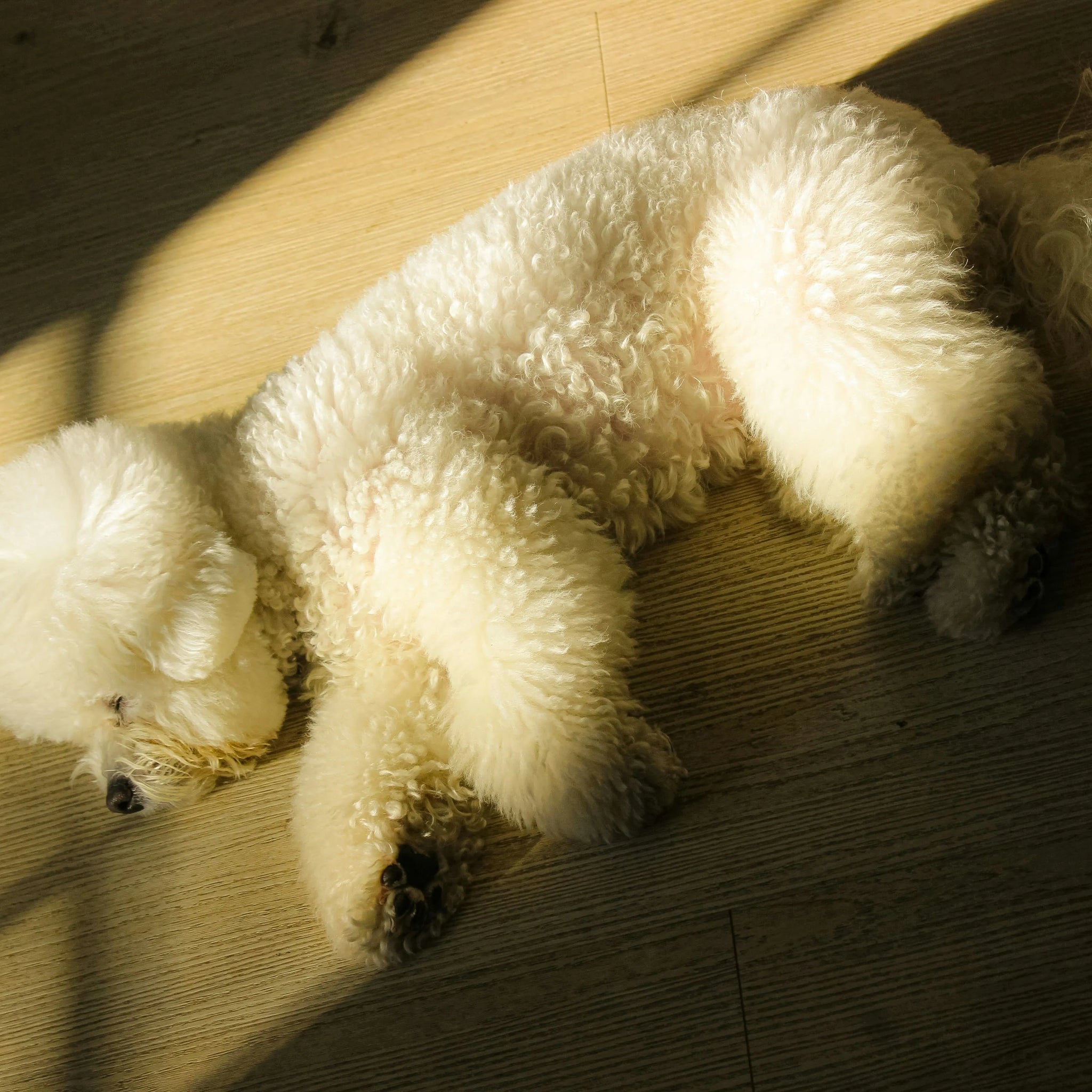 Torn ACL in Dogs – Is Surgery the Only Option?