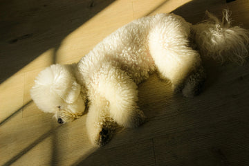 Torn ACL in Dogs – Is Surgery the Only Option?