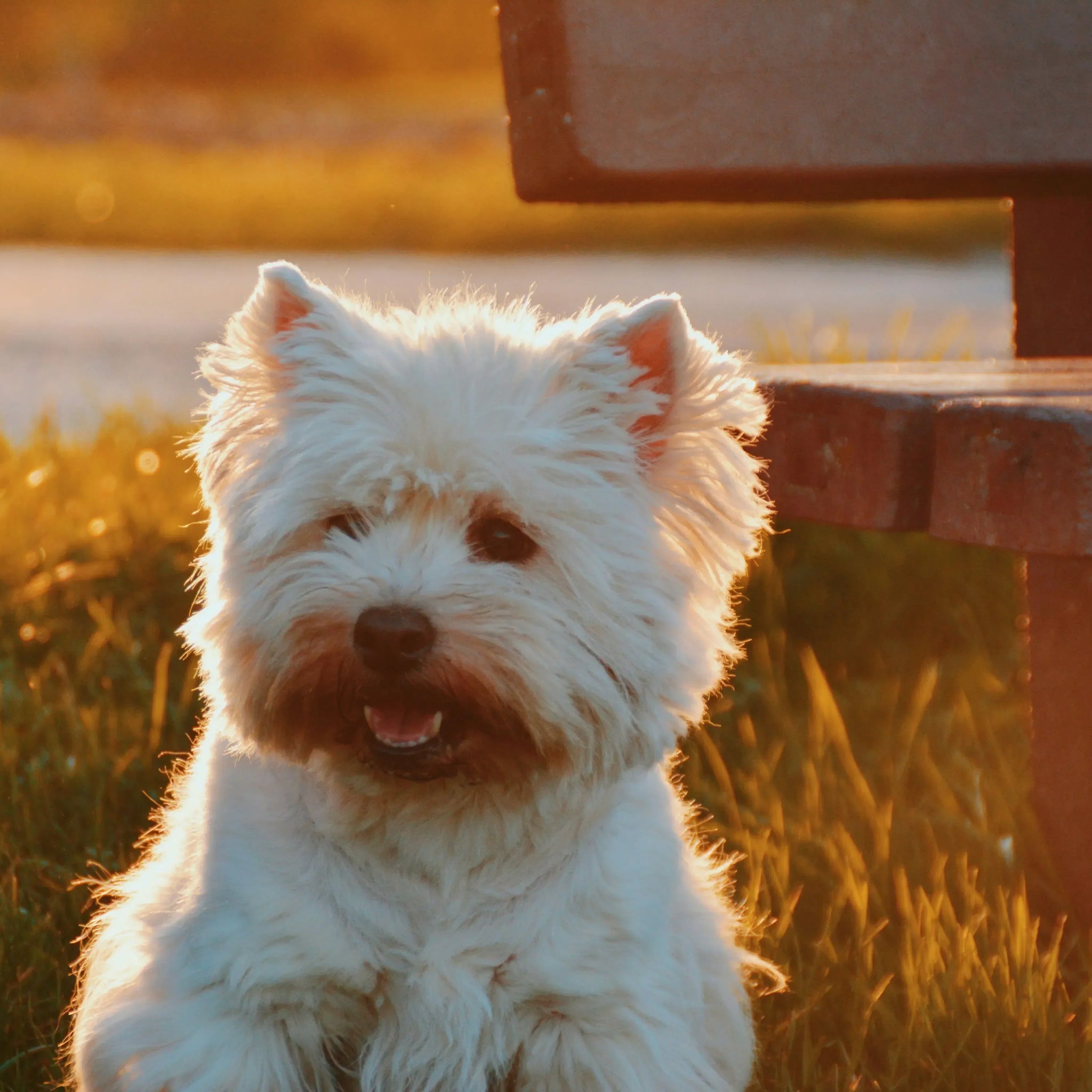 Why Is My Dog Breathing Heavy?The Hidden Causes Every Pet Owner Should Know
