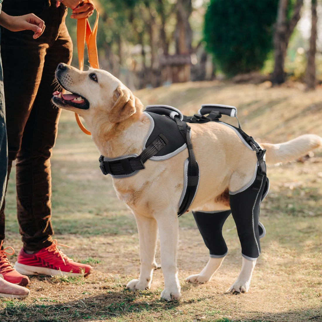 Adjustable Dog ACL Knee Brace – Single/Dual Leg Support