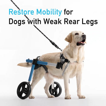 Vollunterstützender Hunderollstuhl