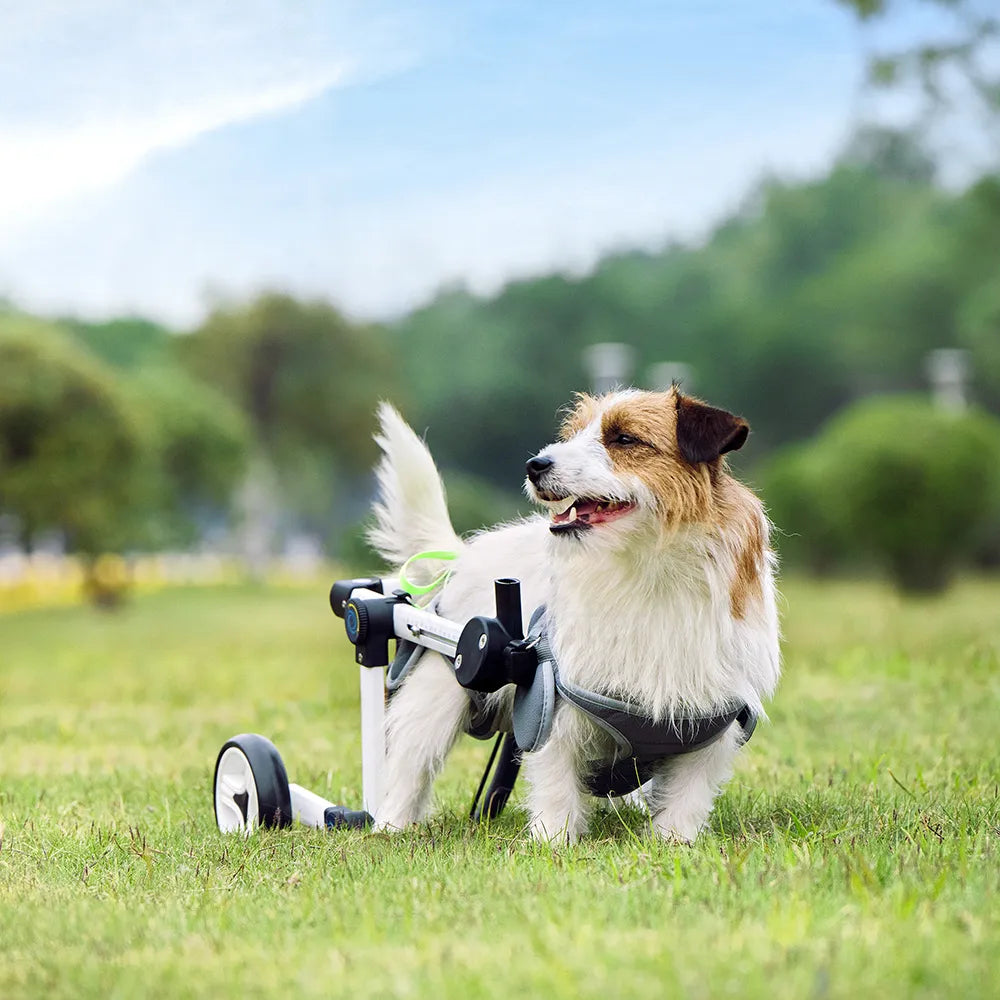 Adjustable Dog Wheelchair – Pet Walk Booster For Hind Leg Support & Disability Mobility