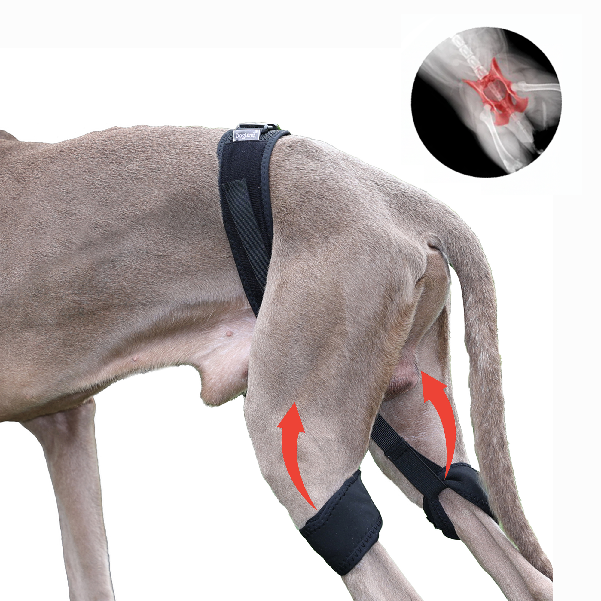 Professional Dog Hip Dysplasia Brace