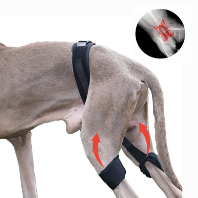 Professional Dog Hip Dysplasia Brace