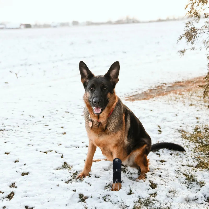 Everyday Dog Knuckling Brace