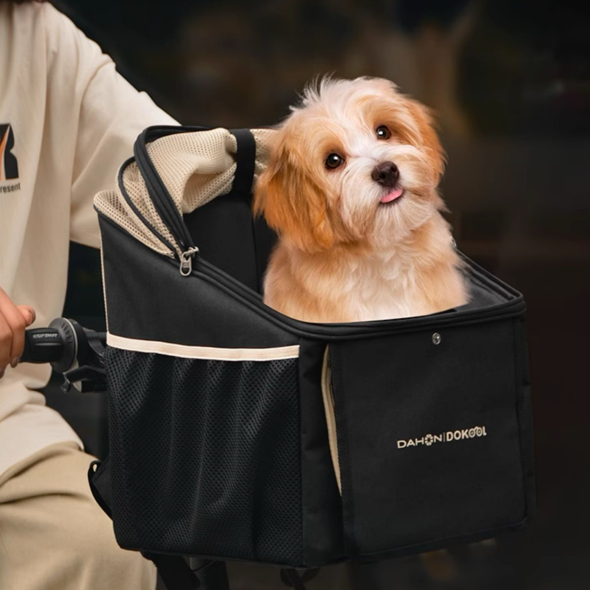 small dog in bike carrier