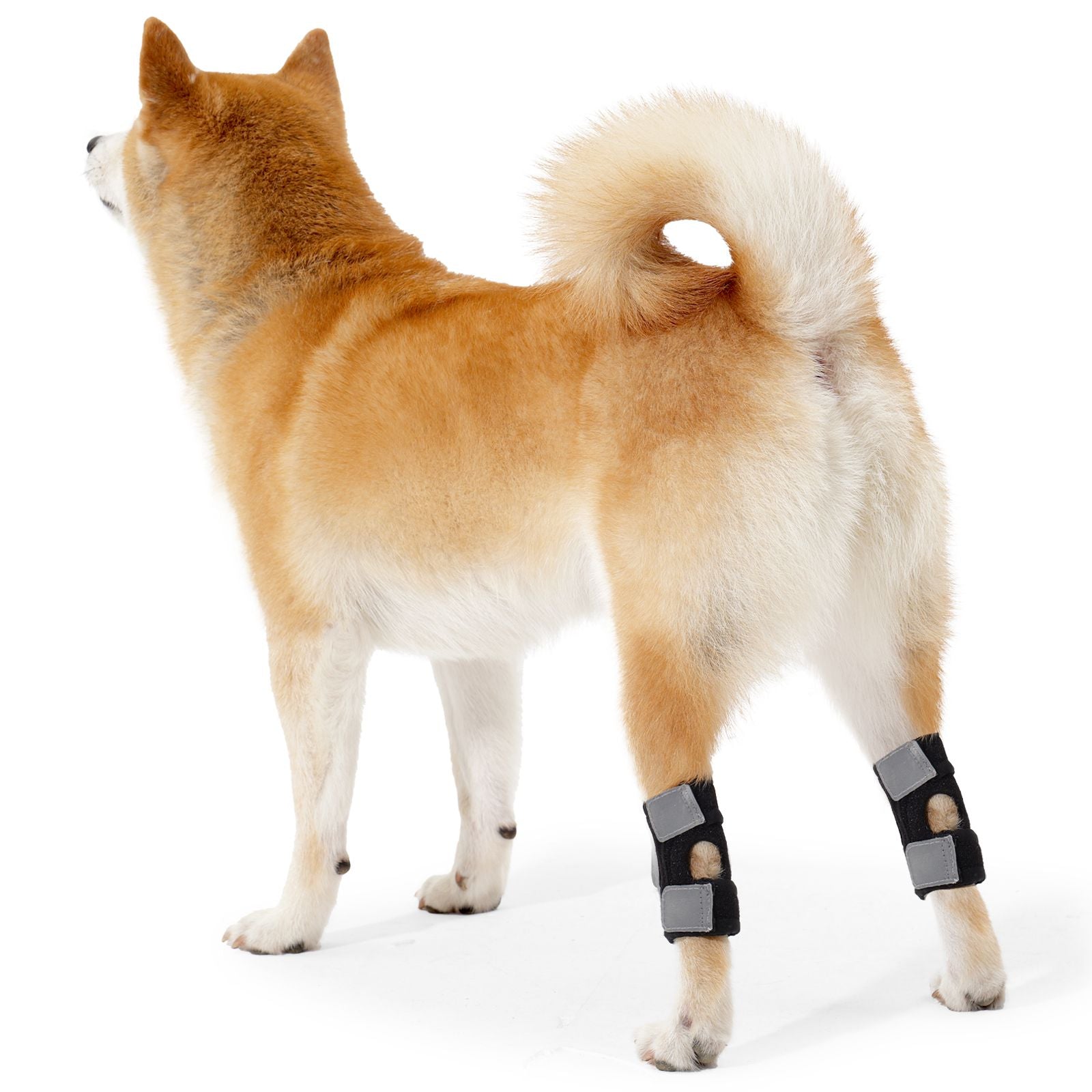 Shiba Inu with black dog knee support braces on hind legs