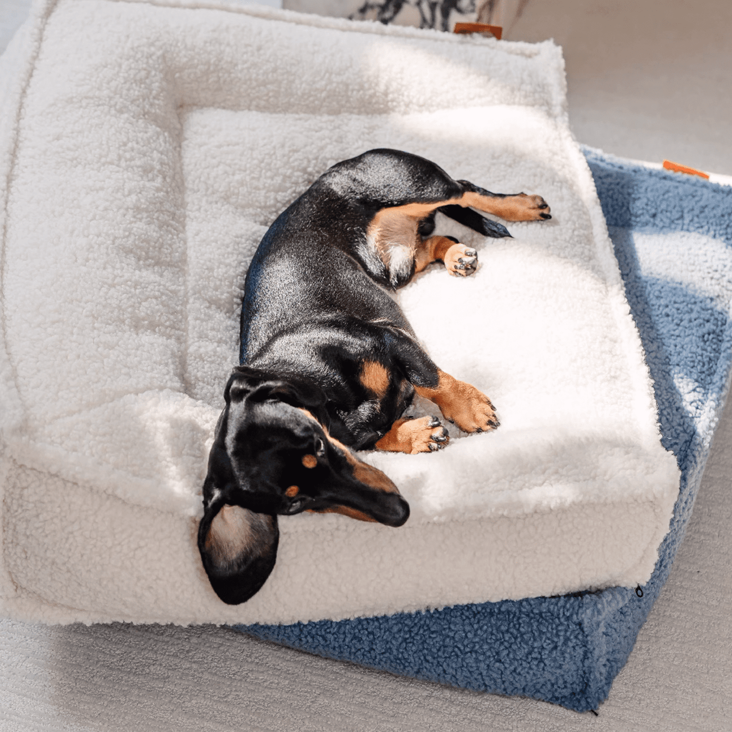 A dachshund lying on white orthopedic dog bed