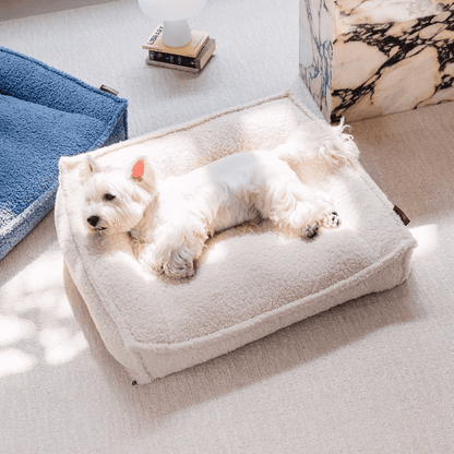 Westie lying on white orthopedic dog bed